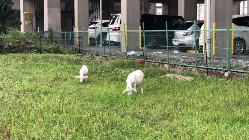 thue-de-cat-co-nhat-ban thue-de-cat-co-nhat-ban